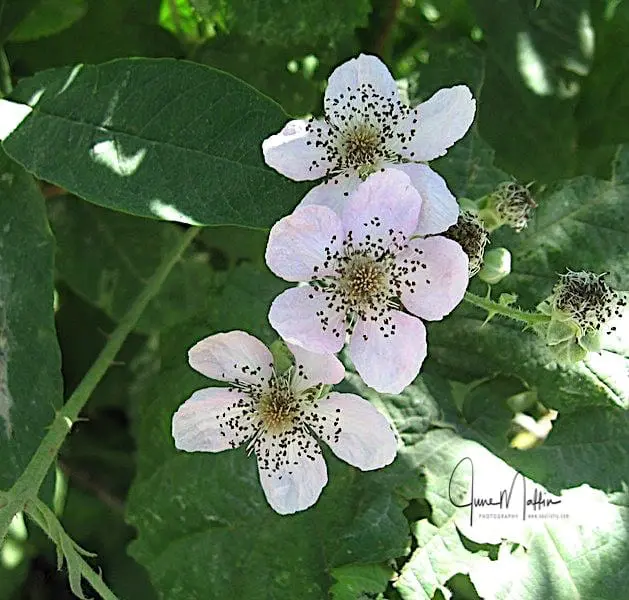 INNER PEACE AND CHOICES