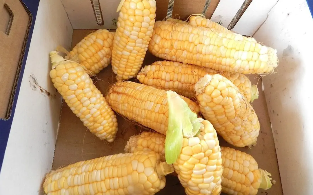 “THE CYCLE OF LIFE”