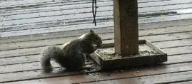 “MS. SQUIRREL CAME FOR A VISIT”
