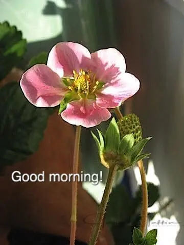 “GOOD MORNING – an unexpected gift”