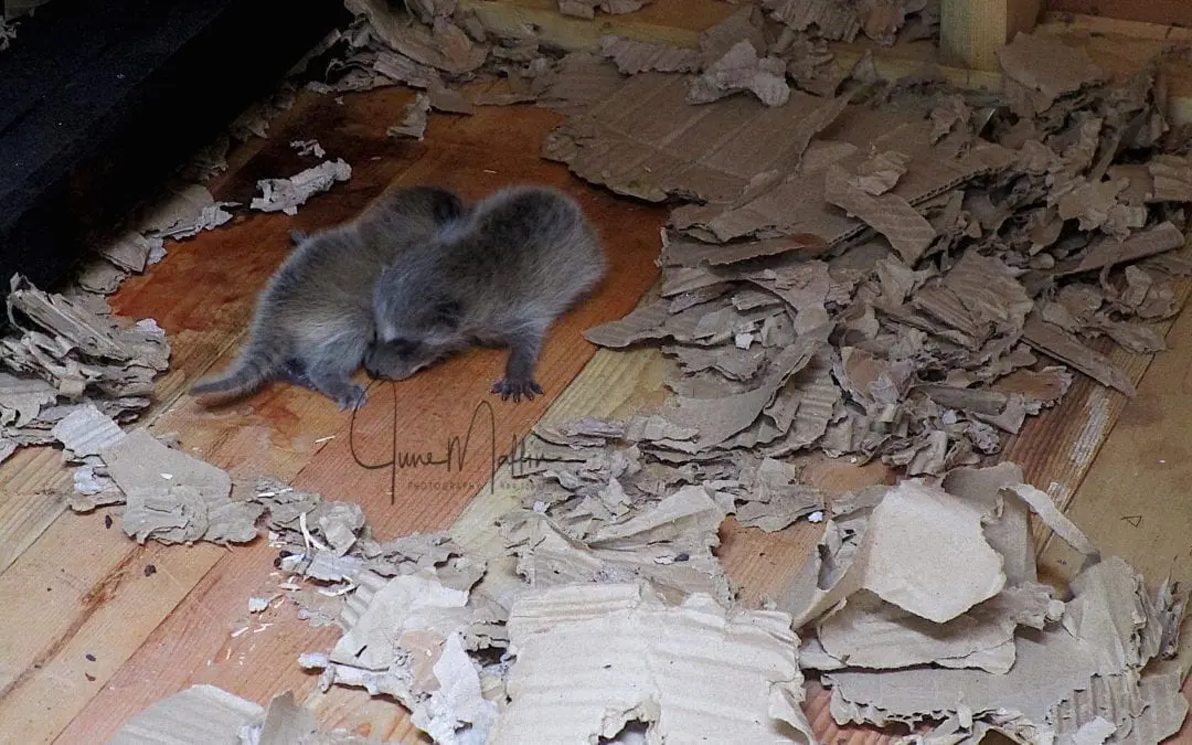 “SERENDINCIDENCE”