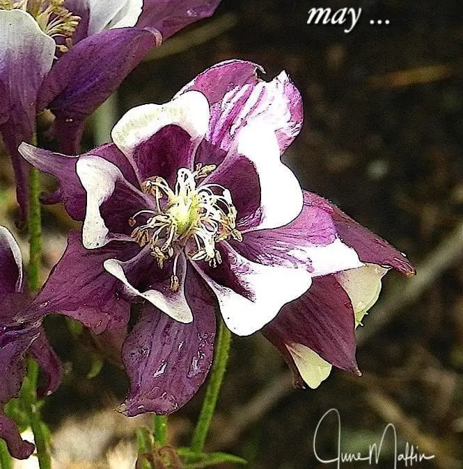 “WHEN CHAOS PERVADES”