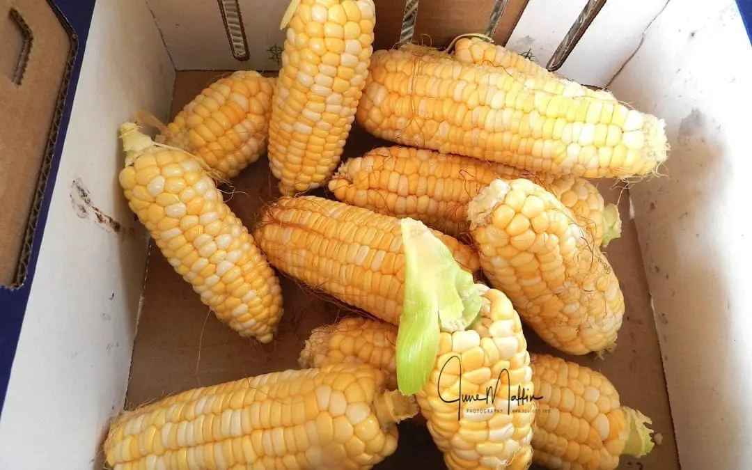 “THE CYCLE OF LIFE”