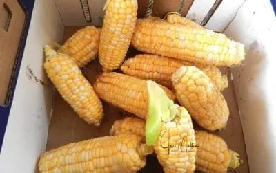 “THE CYCLE OF LIFE”