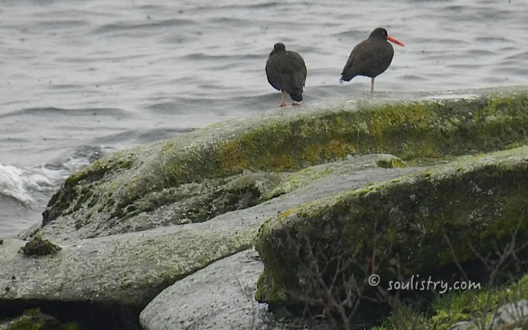 “THEY ARE WITH US”