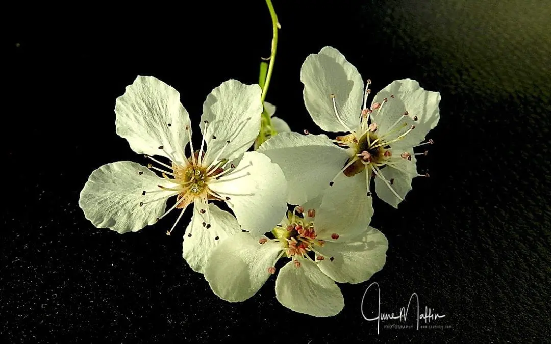 “RECLAIMING JOY”