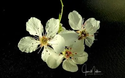 “RECLAIMING JOY”