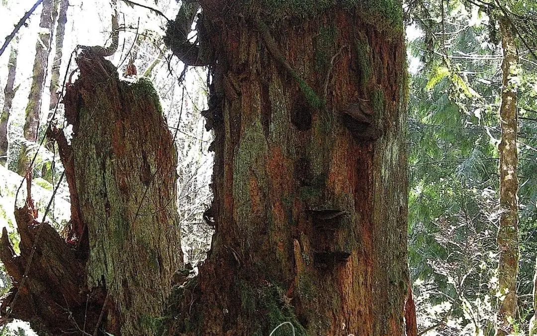 “FACE IN A TREE”