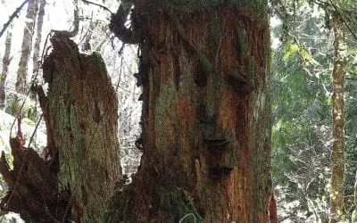 “FACE IN A TREE”