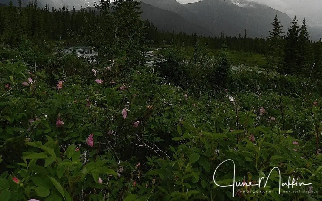 “SEVEN LIFE-TRAITS”