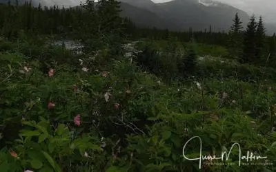 “SEVEN LIFE-TRAITS”