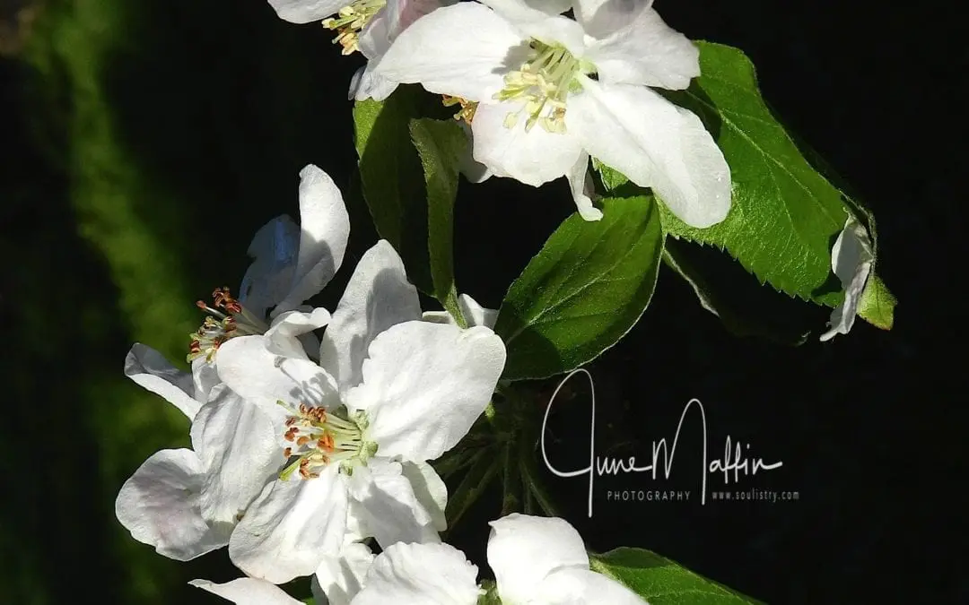 “TOO MUCH TO DO!”