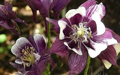 “SEEDS OR WEEDS”