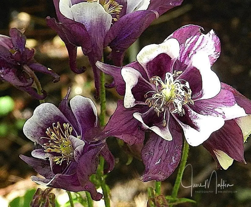 “SEEDS OR WEEDS”