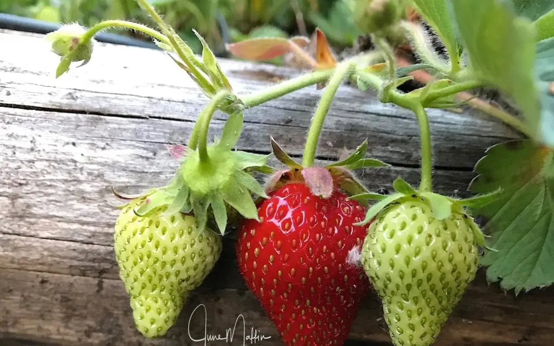 “JUST THREE STRAWBERRIES”
