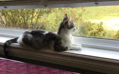 “PERHAPS-THOUGHTS”