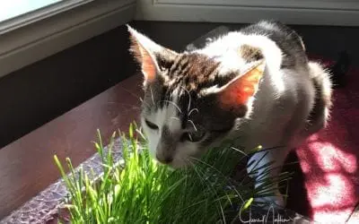 SERENITY THE CAT & LOVE