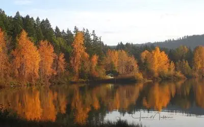 “THE TREES TEACH”