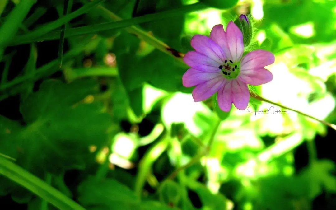 “SOLITARY FLOWER BY THE ROADSIDE”