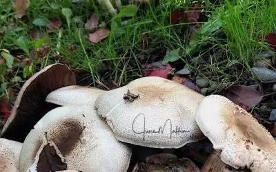 “FIND THE THICK, CREAMY SOUP”