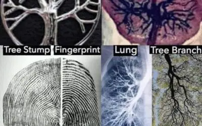 WE ARE FEARFULLY AND WONDERFULLY MADE