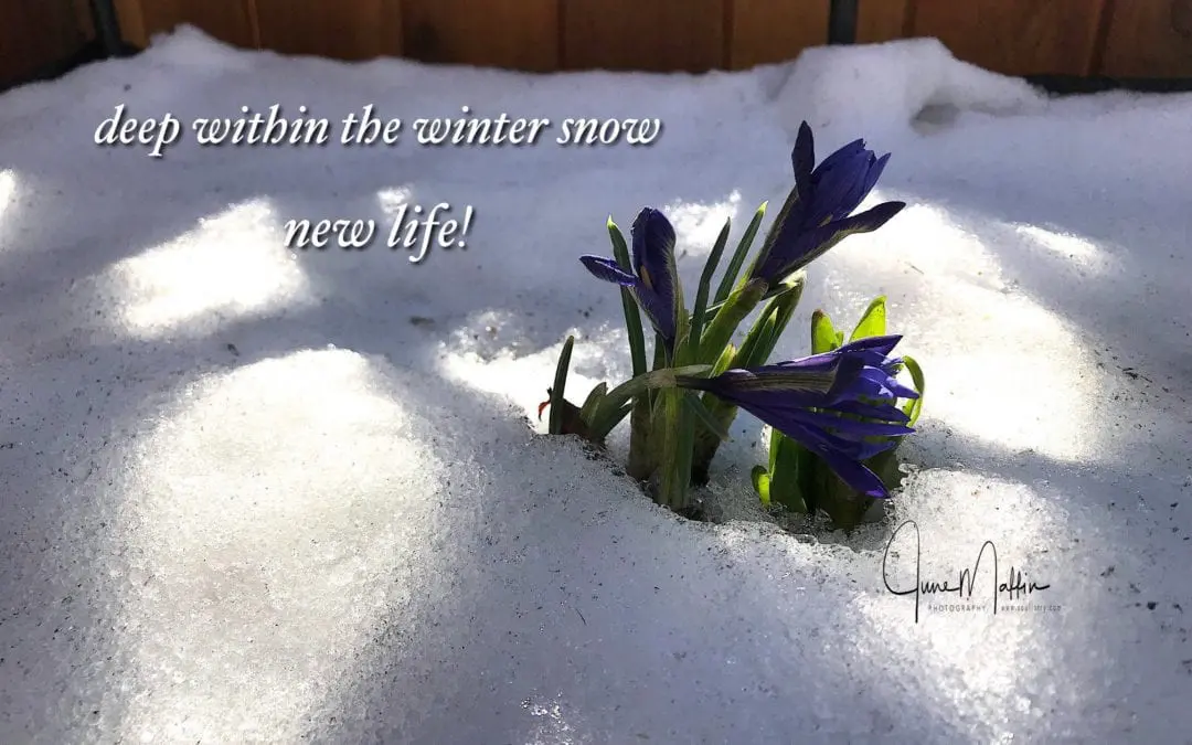 “DEEP WITHIN THE WINTER SNOW”