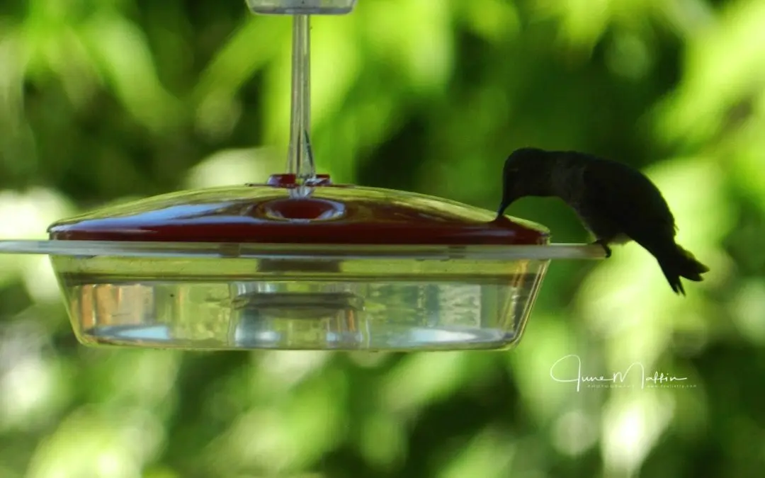 “MESSAGE OF THE HUMMINGBIRD”