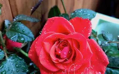 “EVEN IN THE MIDST”