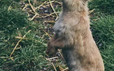 Prayer for Two-Legged Creatures