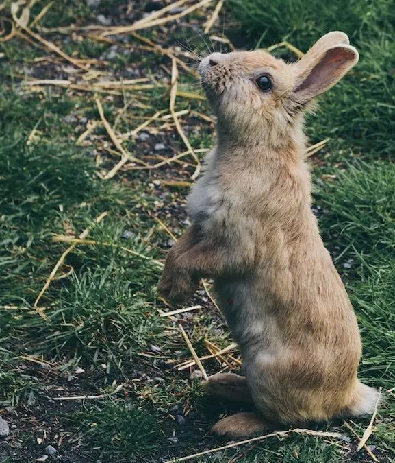 Prayer for Two-Legged Creatures