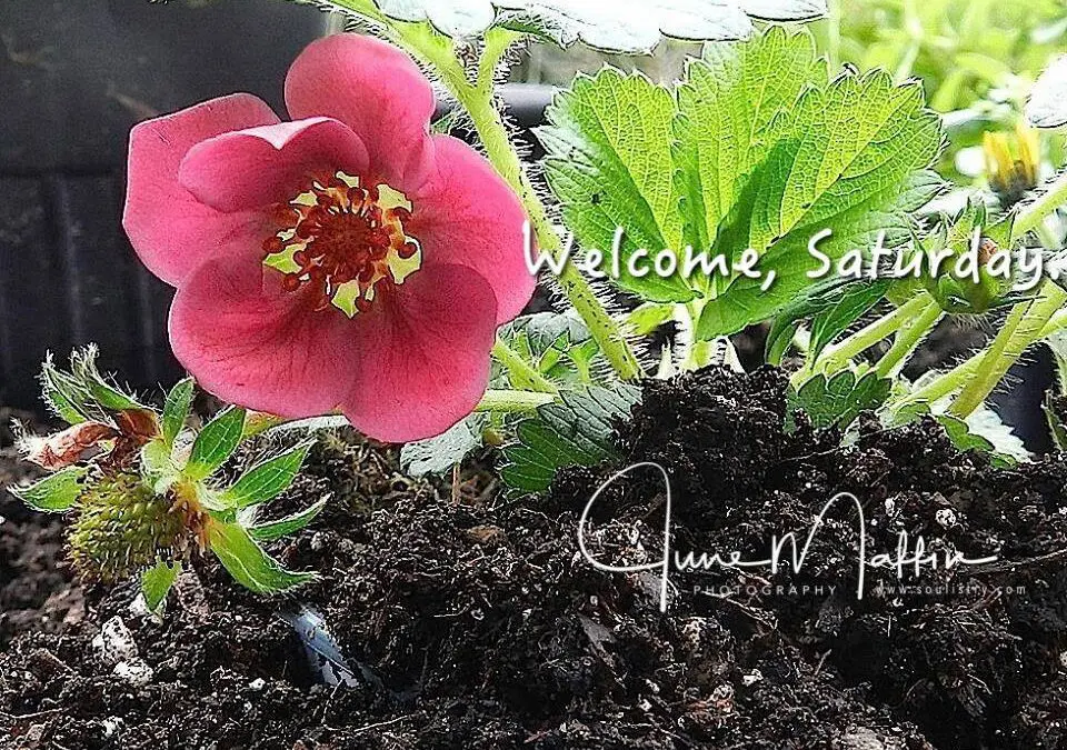 “It’s Saturday!”