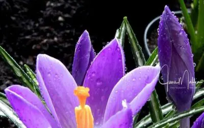 AN EASTER GIFT: Invitation to Soul-Questions