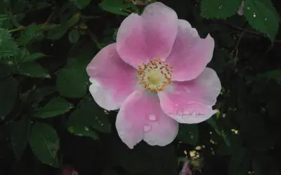 in the midst of tears