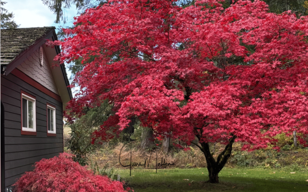 Magic! Memories! Marvellous!