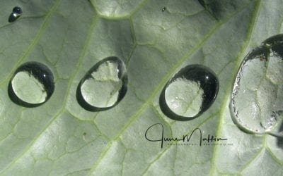 “TINY DROPLETS”
