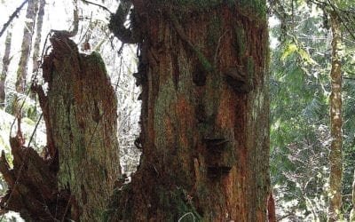 “FACE IN A TREE”