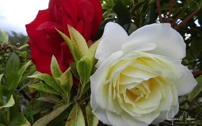 MAY DAY – BELTANE