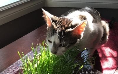 SERENITY THE CAT & LOVE