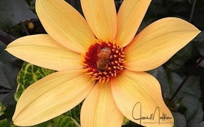 “BUSY BEE”