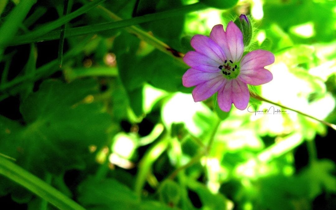 “SOLITARY FLOWER BY THE ROADSIDE”