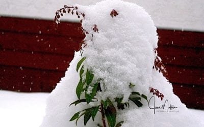 “THE SNOW BIRD”