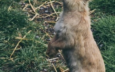 Prayer for Two-Legged Creatures