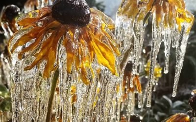 “The Sunflower – Ukraine”