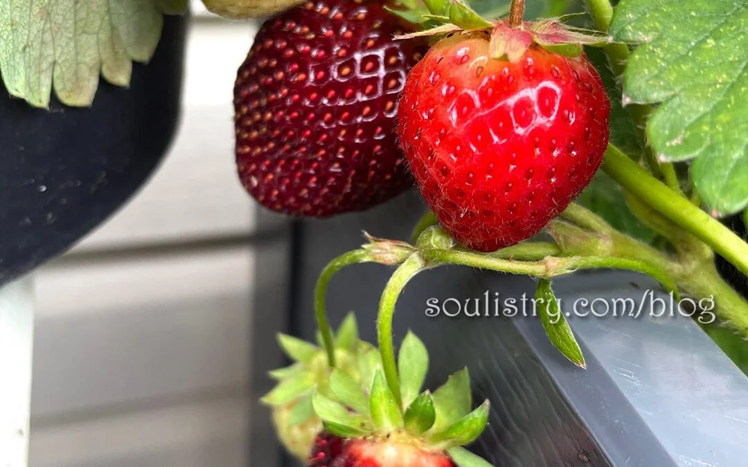 STRAWBERRY SURPRISE