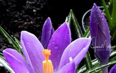 AN EASTER GIFT: Invitation to Soul-Questions